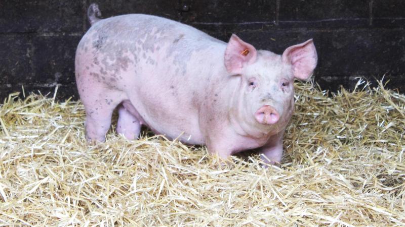 De bioveiligheidsscores op Belgische varkensbedrijven blijven verbeteren.