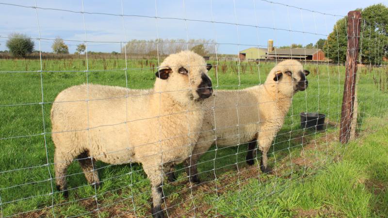Er is volgens DGZ duidelijk behoefte aan een gebruiksvriendelijke app waarmee schapenhouders hun gegevens eenvoudig kunnen registreren.