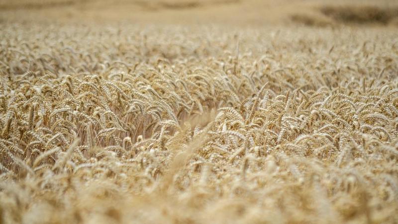 De initiële focus van de samenwerking zal liggen op de bestrijding van de belangrijkste tarweziekten.