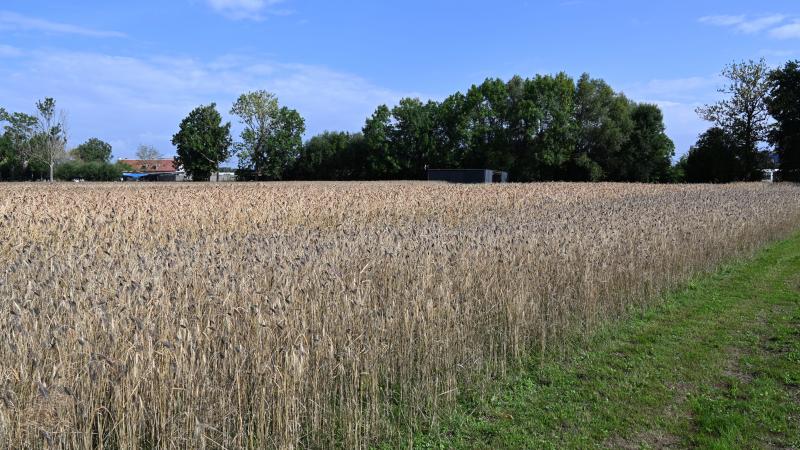 Als globale kaders als argument gebruikt worden bij waardebeoordelingen, is dit volgens minister Brouns niet in overeenstemming met de wettelijke bepalingen.