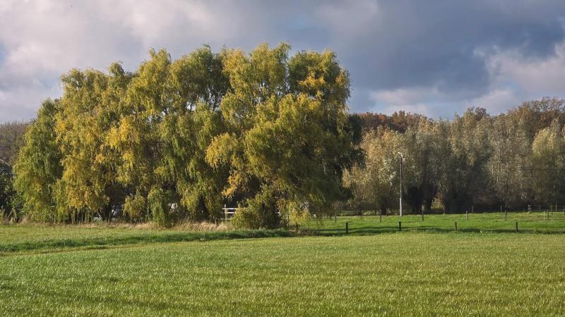 Waar men gaat langs Vlaamse wegen komt men vaak wilgen tegen. Links op de foto een rij ongesnoeide knotwilgen, rechts een rij goed onderhouden knotwilgen.