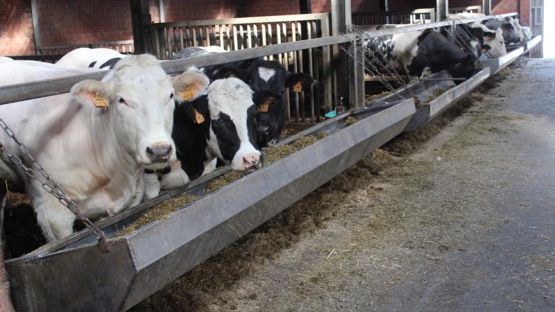 De prijzen voor BWB-runderen blijven stabiel.