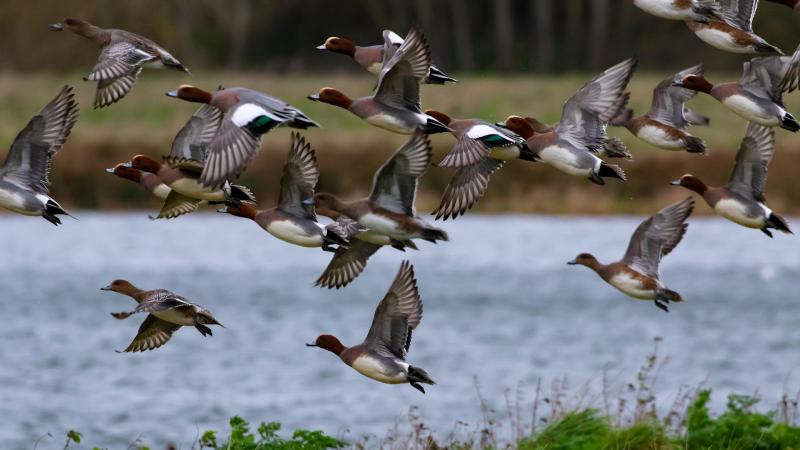 Er zijn dit seizoen veel meer wilde vogels die besmet zijn met vogelgriep dan de voorgaande jaren, wat de kans op besmetting op bedrijven doet toenemen.