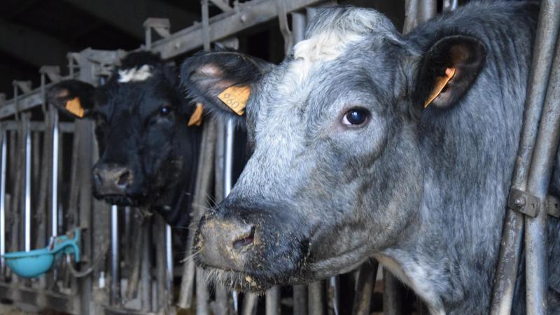 Iedere rundveehouder zal tegen het einde van het jaar 5% stikstofuitstoot moeten reduceren.