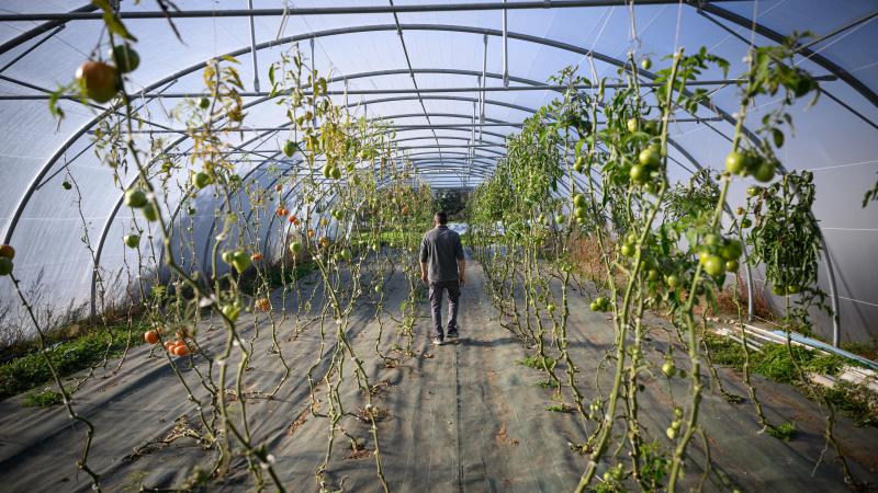 De Raad van State vernietigde de vergunning om de middelen op basis van abamectine tot 2039 in te zetten in open lucht en onder tunnels.