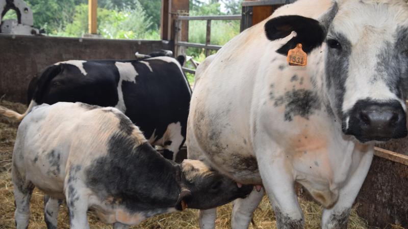 De prijzen voor BWB-runderen blijven status quo volgens Coevia.