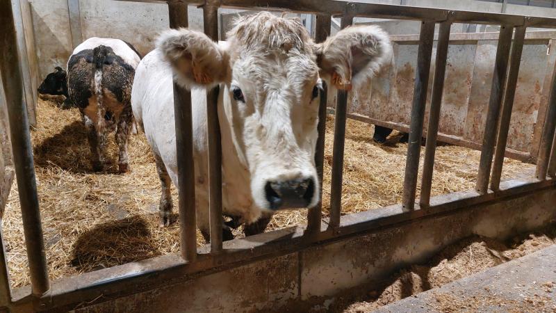 Minister Brouns kondigde recent verschillende maatregelen aan die het voor veehouders meer haalbaar moeten maken om de vereiste emissiereductie te behalen.