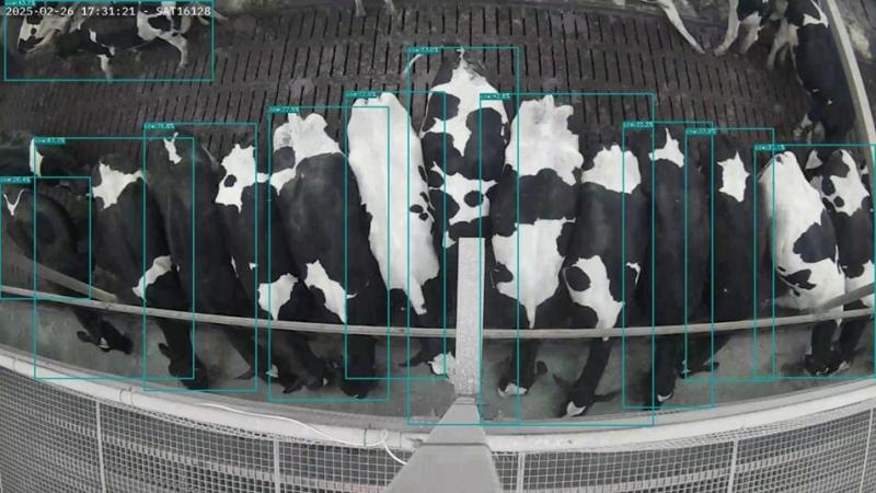 Een automatisch detectie- en registratiesysteem dat werkt aan de hand van camera’s en artificiële intelligentie registreert de weide-uren van rundvee.