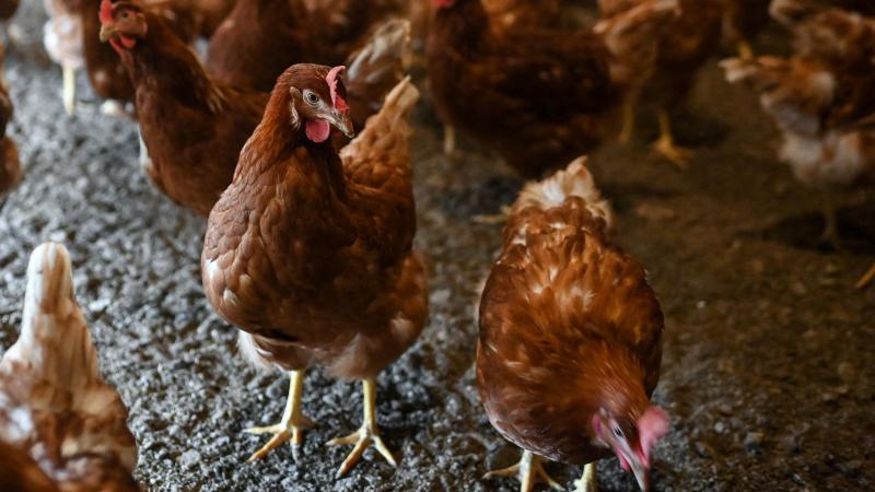 Er is opnieuw vogelgriep vastgesteld, dit keer in het Nederlands-Limburgse Weert.