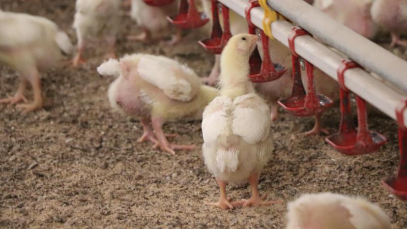 De evolutie van varkens naar pluimvee is volgens Brouns het gevolg van economische omstandigheden en strategische keuzes.