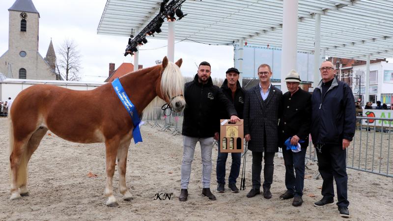 Dia-More EL (Liz Wales) van eigenaar Ken De Smet werd dagkampioen tijdens deze Halfinger-keuring.