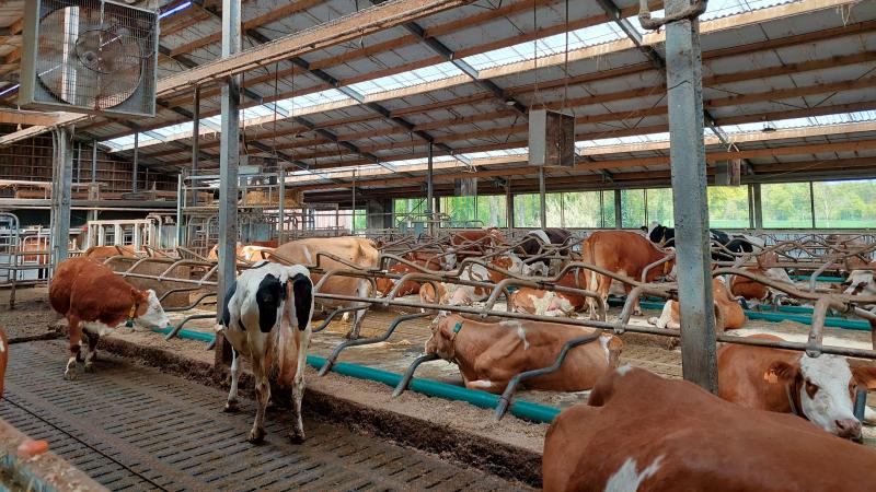 In het Vlaams Parlement vroeg Andy Pieters (N-VA) zich af of de ammoniakuitstoot van melkveestallen systematisch wordt onderschat.