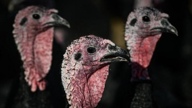 Ben Weyts heeft nieuwe normen om kalkoenen beter te beschermen.