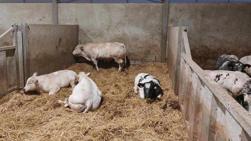 De prijzen voor BWB-runderen blijven stabiel.
