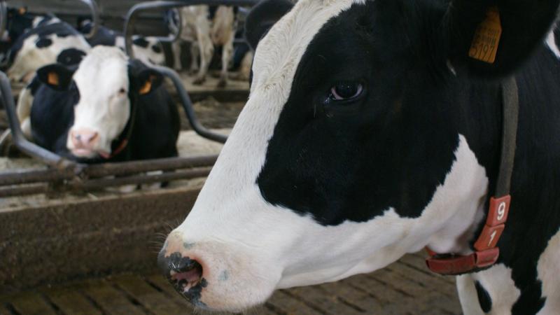 De Belgische melkprijs van het Nederlandse Vreugdenhil Dairy Foods werd voor december vastgelegd op 41,19 euro per 100 l melk.