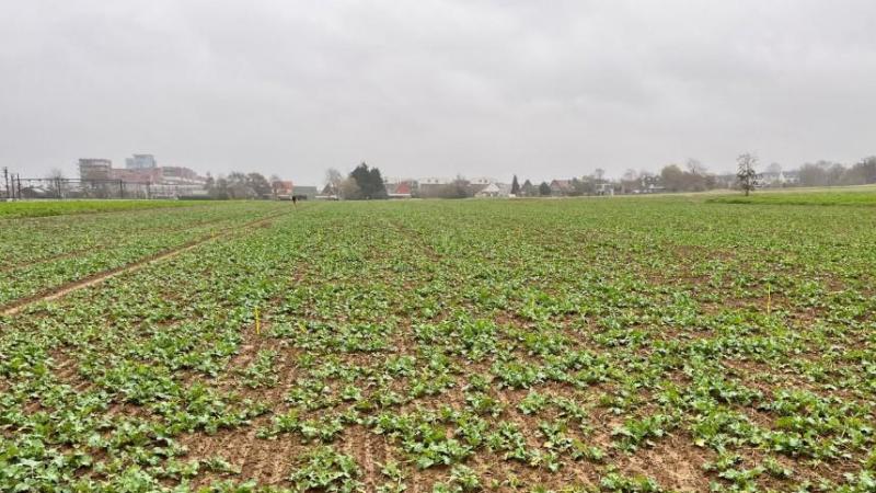 Koolzaadvelden gaan doorgaans met een goede standdichtheid in winterslaap.