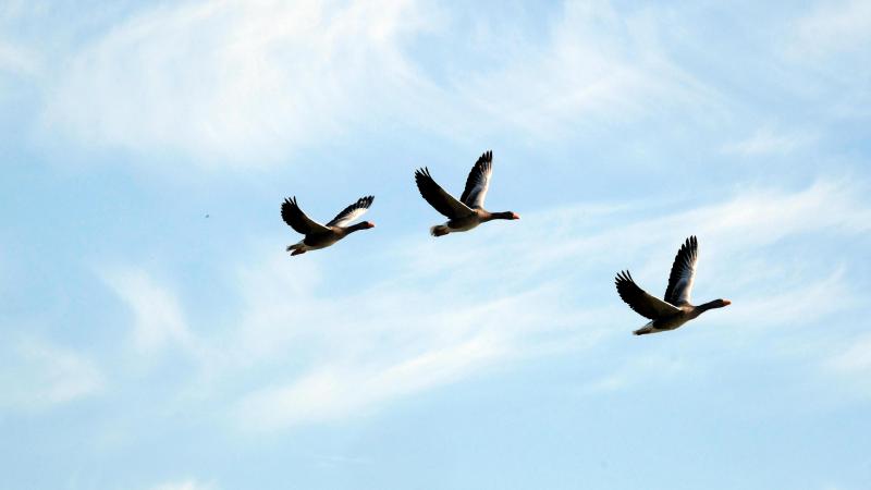 Soorten passen hun leefgebied ook aan door stikstofneerslag of de intensivering van landgebruik. Die redenen blijven vaak onder de radar in onderzoek.