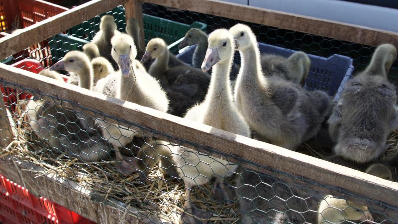 Het Grondwettelijk Hof houdt het aantal markten met dieren op 8 per jaar.