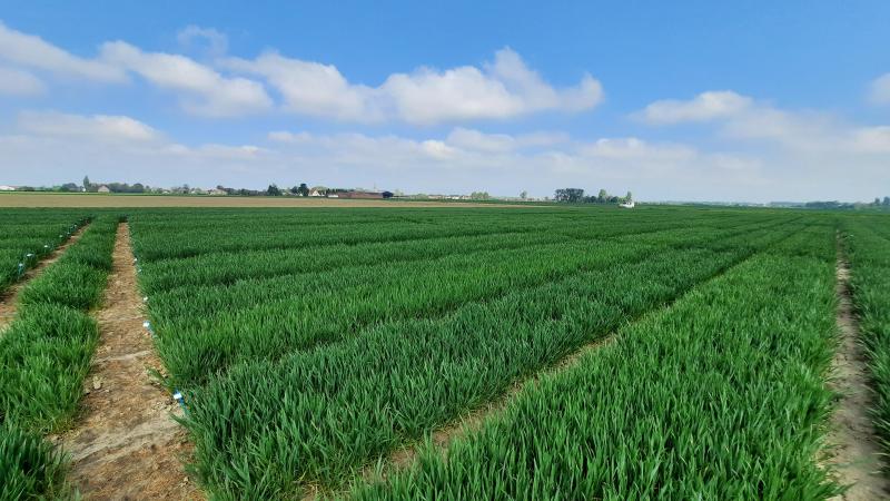 Om de geschiktheid vannieuwe graanrassen voor de Belgische landbouw na te gaan worden deze getest op hun cultuur- en gebruikswaarde door middel van wetenschappelijke veldproeven.
