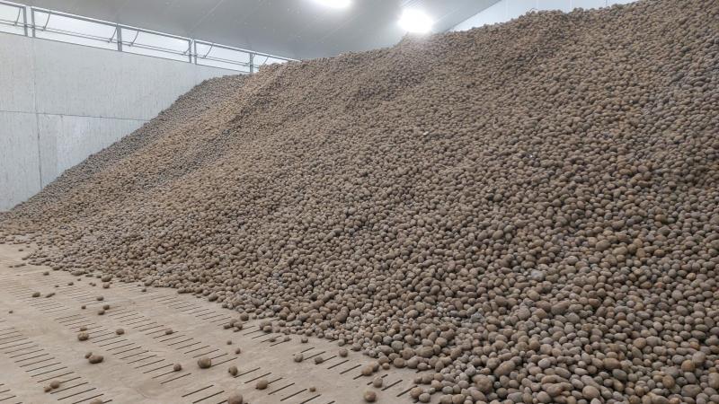 De bewaaraardappelen tonen zich vroeg kiemlustig.