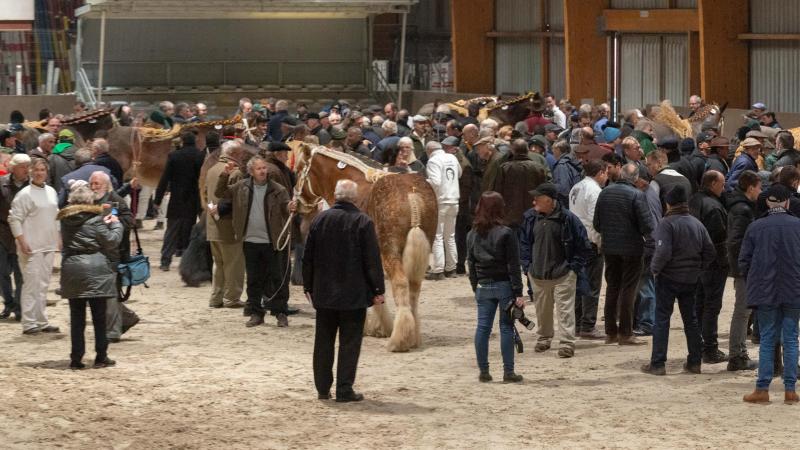 Op een hengstenkeuring worden de beenscores steeds meer een belangrijk punt.