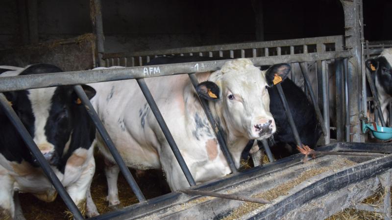 De prijzen voor BWB-runderen blijven stabiel.