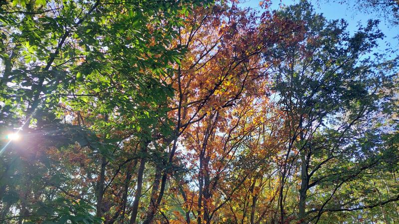 Natuurbeheerders kunnen nog tot eind 2027 een subsidie aan te vragen voor gronden om te bebossen.