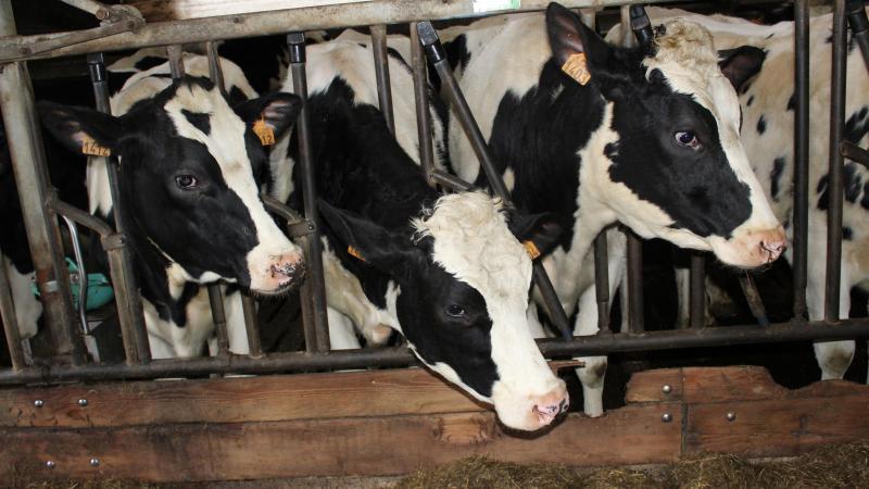 De FNCBvraagtde afschaffing van de bloedtest van vee bij aankomst bij afmesters.