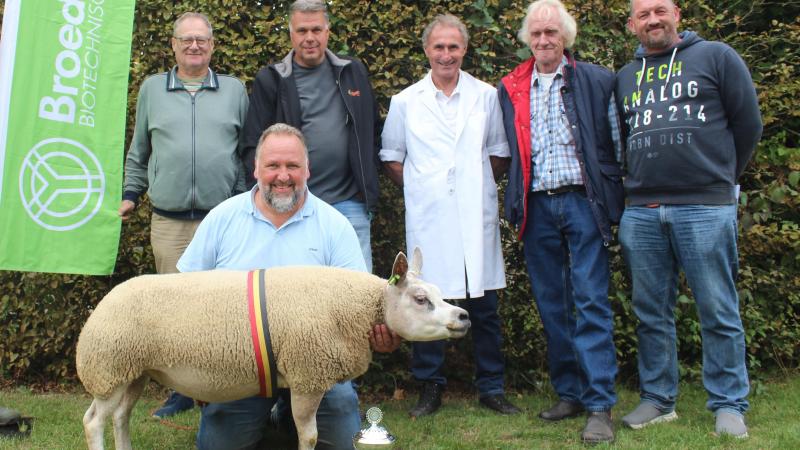 De volwassen ooi (4797-0524) van Christoph Jacobs werd verkozen tot dagkampioene.