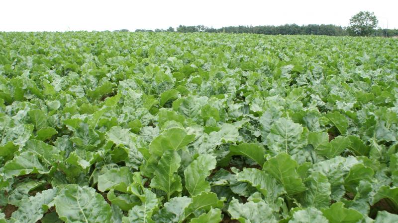 Wereldwijd is de suikerprijs ingestort, door overproductie. Dat heeft gevolgen voor de suikerbietentelers in ons land.