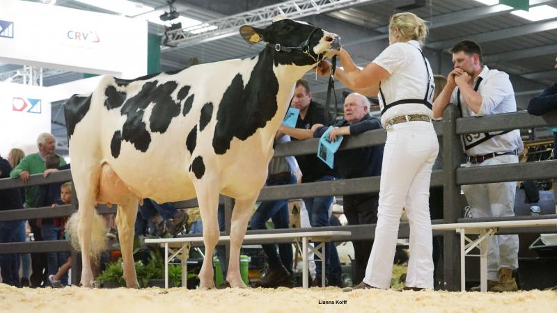 Ook in 2026 geen veeprijskampen tijdens de Agridagen omwille van IBR. In 2022 werden ze er voor het laatst georganiseerd.