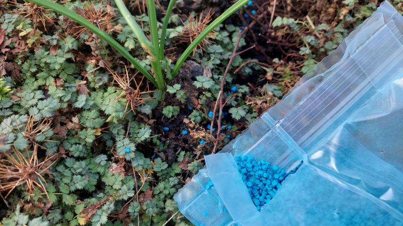 Slechts 1 op 5 weet dat slakkenkorrels niet op hoopjes of dammetjes mogen worden gestrooid, maar goed verspreid moeten worden.