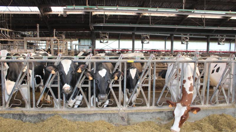 Deheffingen die China oplegt voor zuivelproducten uit de Europese Unie, komen neer op een invoerban.