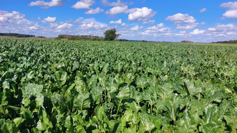 Ook in 2025 was cercospora de dominante bladschimmelziekte, al trad ze in mildere vorm op dan in 2024.