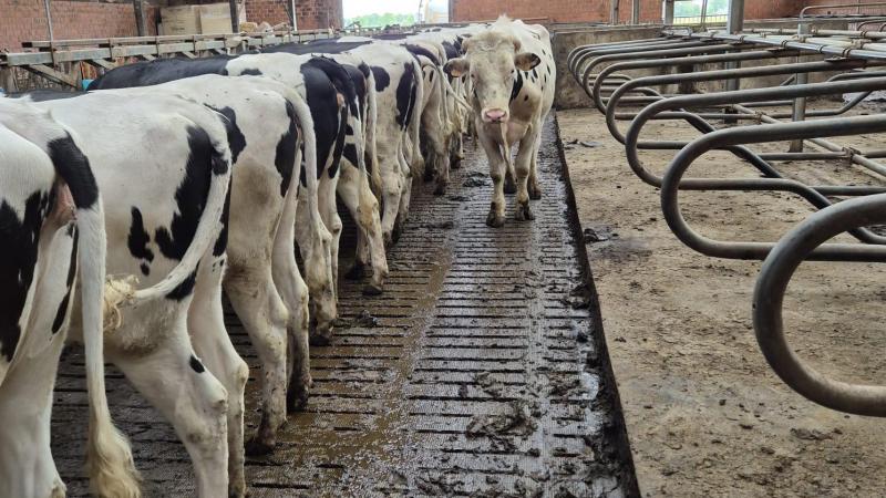 Een langere levensduur en productieve periode verhogen niet alleen de efficiëntie, maar ook de rendabiliteit van een bedrijf. Toch blijft deze eigenschap onvoldoende belicht.