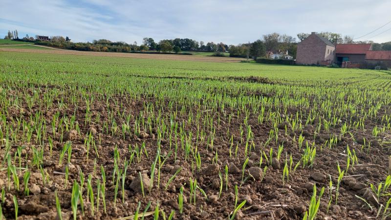 Het productiepotentieel van wintertarwe ziet er heel gunstig uit. Dit is echter niet prijsondersteunend.