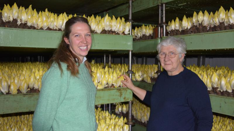 Tine en haar moeder Karin Magnus bij de witloofbakken, die constant water krijgen.