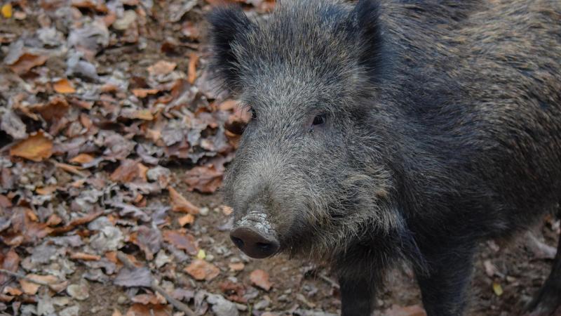 Schademeldingen aan akkers en weiden door wilde everzwijnen leiden zelden tot nooit tot een uitbetaling van een schadevergoeding.