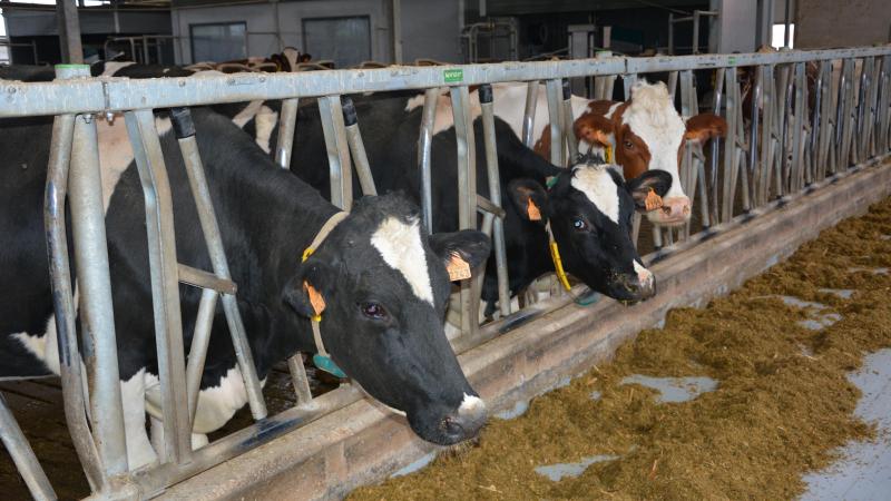 Sintobin en Devillé stellen dat veehouders in het stikstofdossier achterblijven als juridische risicodragers van een collectief falen.