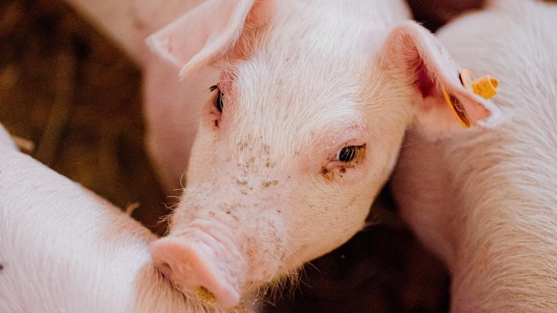 Met de nieuwe PCR-test van DGZ kun je bepalen welk subtype van het rotavirus op jouw bedrijf aanwezig is.