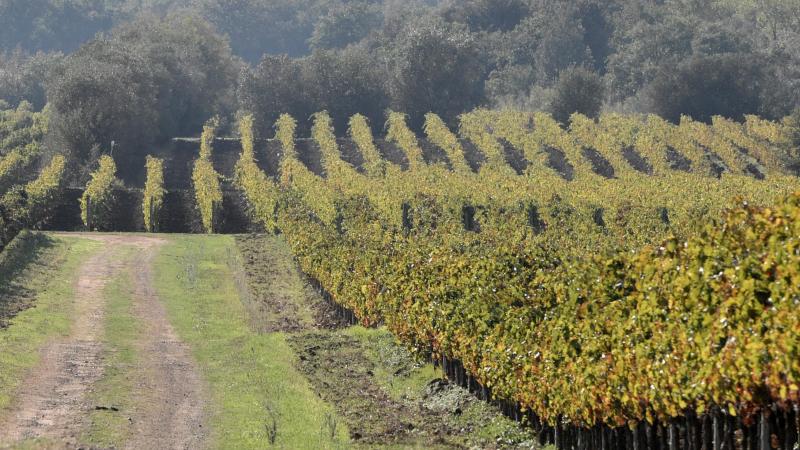 In ’s werelds grootste wijnproducent Italië werd een decreet ondertekend rond de productie van alcoholvrije wijn.