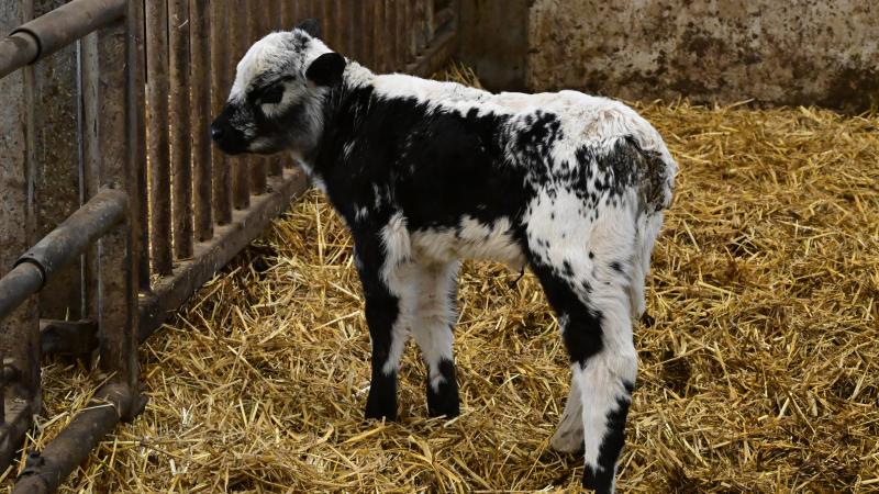 De gekruiste kalfjes hebben de typische Speckle Park-vacht.