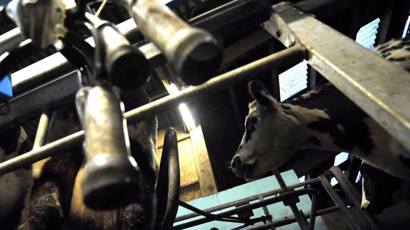 De melkaanvoer in Europa bleef ook op het einde van 2025 stevige cijfers tonen.