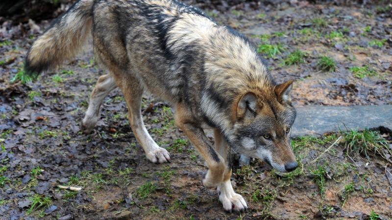 Er leven naar schatting ongeveer 20 wolven in België.
