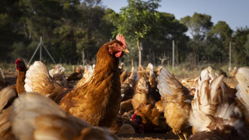 Sinds oktober moeten professionele pluimveehouders hun dieren afschermen.