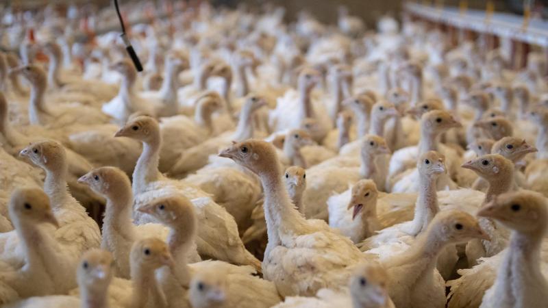 In Wingene is op een professioneel pluimveebedrijf vogelgriep vastgesteld.