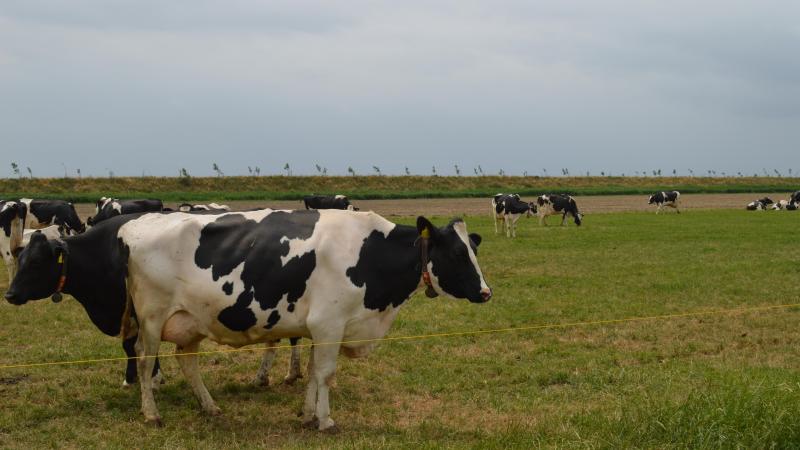 De ontslagnemende Nederlandse regering komt met een nieuwe vrijwillige beëindigingsregeling voor veehouders.