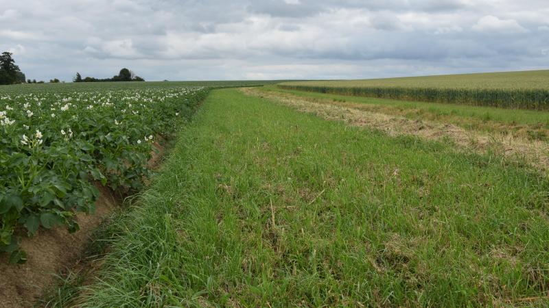 Een lezer hekelt in een opiniestuk het beleid rond beschermingsstroken.