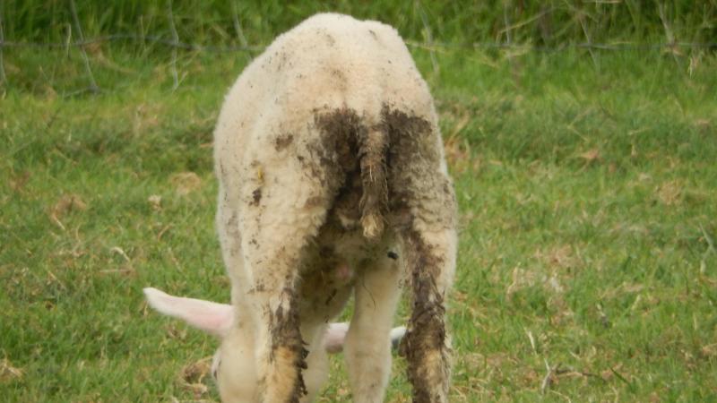 Te laat of met een ongeschikt middel behandelen tegen maag-darmparasieten kan ernstige gevolgen hebben.