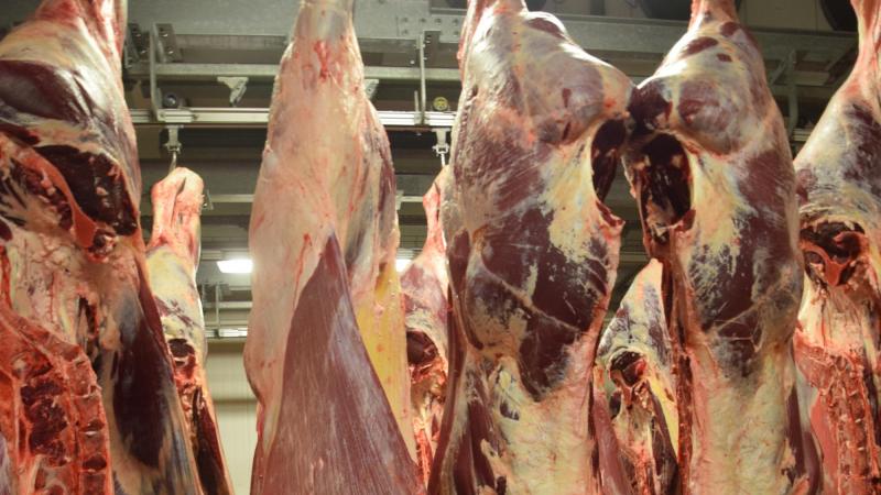 Bij runderen is in de eerste 11 maanden van 2025 de vleesproductie met ruim 10% gedaald tegenover dezelfde periode in 2024.